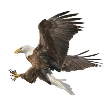 Bald eagle attack swoop hand draw and paint color on white background. Stock Illustration
