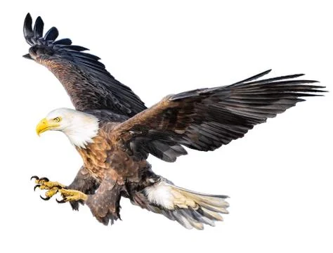 Bald eagle attack swoop hand draw and paint color on white background. Stock Illustration