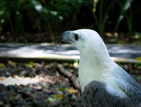 Bald Eagle in Balinese Zoo Stock Photos