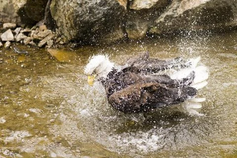 Bald eagle bathing in water Stock Photos