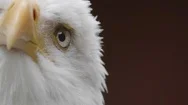 Bald Eagle Beak Feature Animal Raptor Bird Close Up Animal Portrait Eye Wildlife Stock Footage