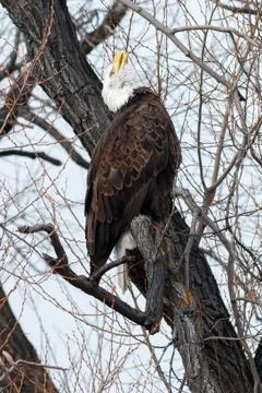Bald eagle with beak open Stock Photos