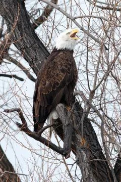 Bald eagle with beak open Stock Photos