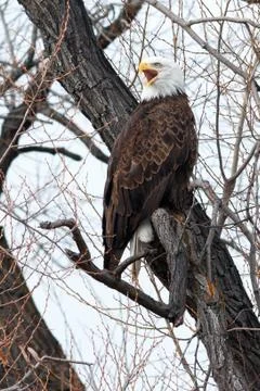 Bald eagle with beak open Stock Photos