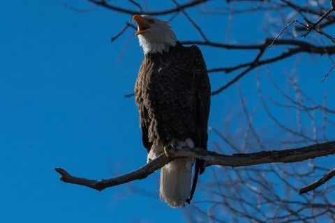 Bald eagle with beak open wide sitting in a tree eagles on a branch Stock Photos