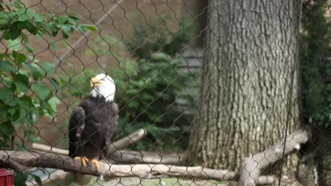 Bald Eagle behind fence in captivity or enclosure Stock Footage 210876874