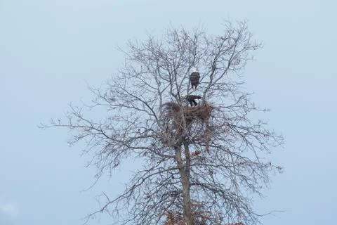 Bald eagle bird Stock Photos