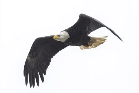 Bald eagle bird Stock Photos