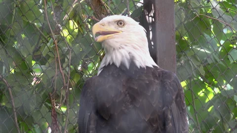 The bald eagle is a bird of prey found in North America. Stock Footage 306242037