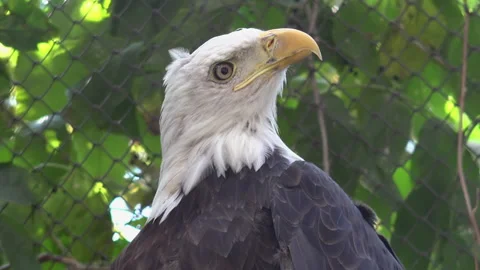 The bald eagle is a bird of prey found in North America. Stock Footage 306242073
