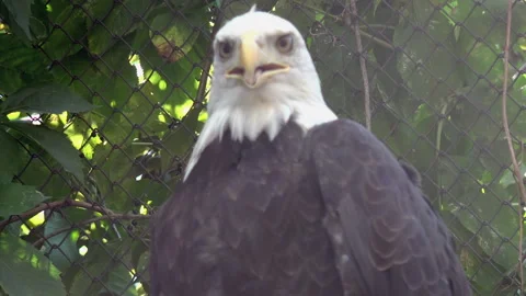 The bald eagle is a bird of prey found in North America. Stock Footage 306242137