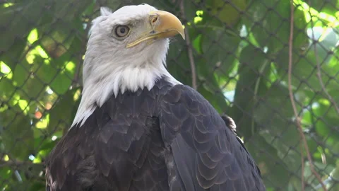 The bald eagle is a bird of prey found in North America. Stock Footage 306242331