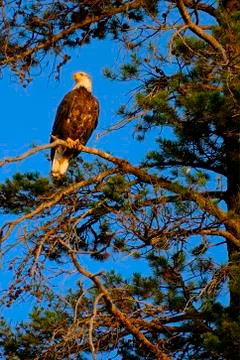 Bald Eagle Bird of Prey in Pine Tree Golden Light Sky Stock Photos