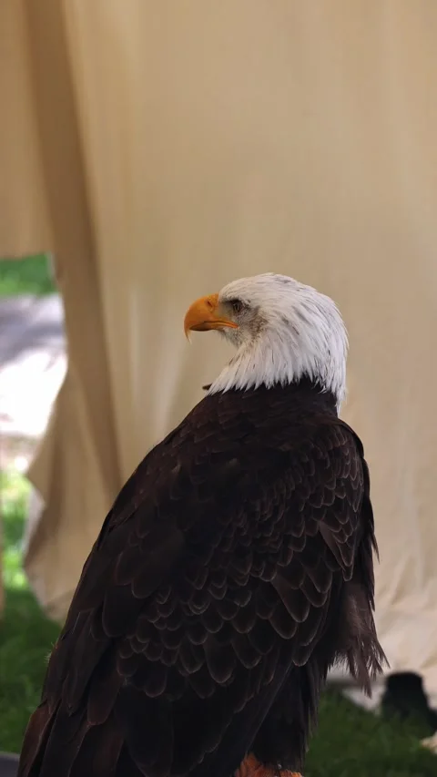 Bald eagle bird of prey with white head and brown feathers sitting outdoors Stock Footage 332992053