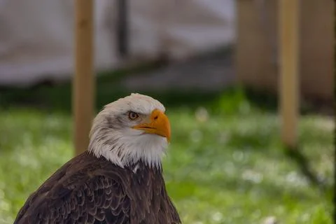 Bald eagle bird of prey with white head and yellow beak in profile Stock Photos
