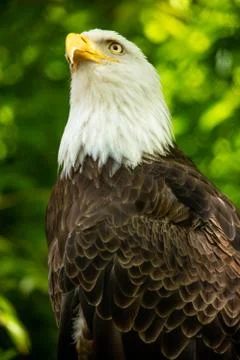Bald eagle bird. Wildlife. USA symbol. 스톡 사진