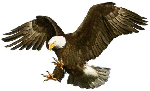 Bald eagle bird winged flying swoop hand draw and paint on white background. Stock Illustration