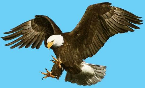 Bald eagle bird winged flying swoop hand draw and paint on white background. Stock Illustration