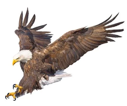 Bald Eagle Bird Winged Flying Swoop Hand Draw And Paint On White Background. Stock Illustration