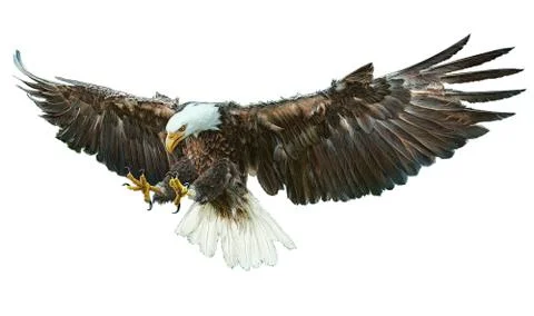 Bald eagle bird winged flying swoop hand draw and paint on white background. Stock Illustration