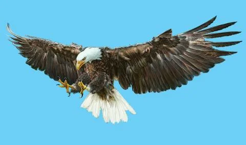 Bald eagle bird winged flying swoop hand draw and paint on blue background. Stock Illustration
