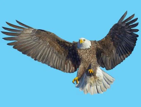 Bald Eagle Bird Winged Flying Swoop Hand Draw And Paint On Blue. Stock Illustration