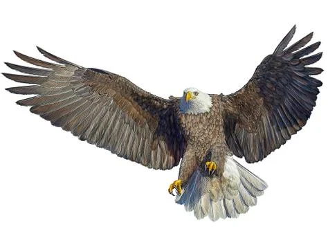Bald Eagle Bird Winged Flying Swoop Hand Draw And Paint On White. Stock Illustration