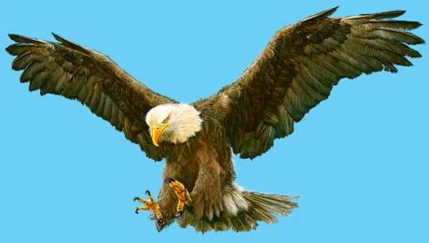 Bald Eagle Bird Winged Flying Swoop Hand Draw And Paint On blue Background. Stock Illustration