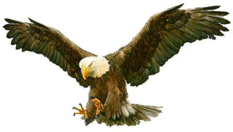 Bald Eagle Bird Winged Flying Swoop Hand Draw And Paint On White Background. Stock Illustration