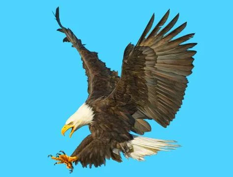 Bald Eagle Bird Winged Flying Swoop Hand Draw And Paint On blue Background. Stock Illustration
