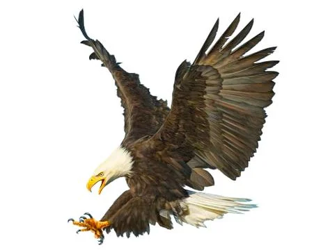 Bald Eagle Bird Winged Flying Swoop Hand Draw And Paint On White. Stock Illustration