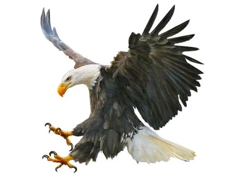 Bald Eagle Bird Winged Flying Swoop Hand Draw And Paint On White. Stock Illustration