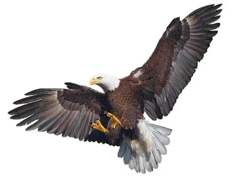 Bald Eagle Bird Winged Flying Swoop Hand Draw And Paint On White Background. Stock Illustration