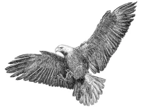 Bald Eagle Bird Winged Flying Swoop Hand Draw Monochrome. Stock Illustration