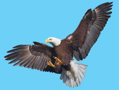 Bald Eagle Bird Winged Flying Swoop Hand Draw And Paint On Blue Background. Stock Illustration
