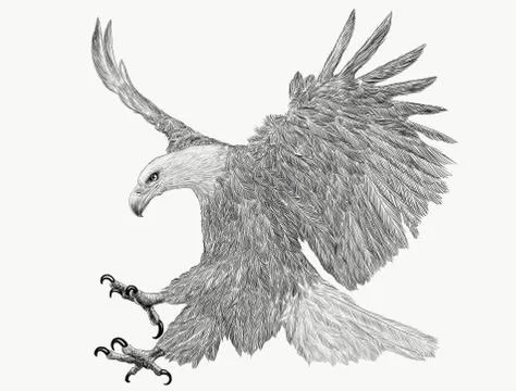 Bald Eagle Bird Winged Swoop Attack Hand Draw Sketch Monochrome. Stock Illustration