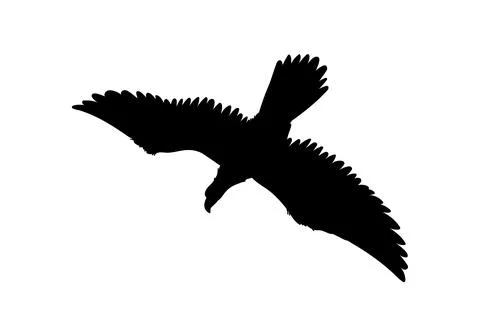Bald Eagle black silhouette vector icon, American eagle wild prey bird soaring Stock Illustration
