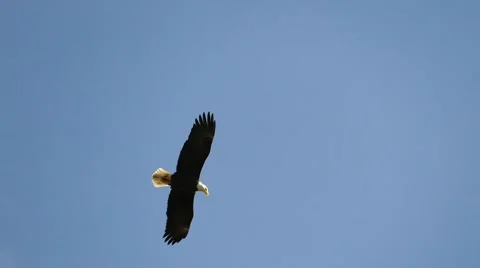 Bald Eagle blue sky hand held, and yes, patriotic Video stock 49354936