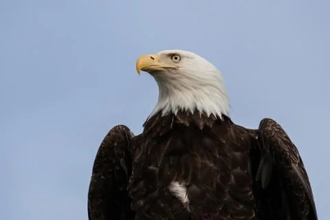 Bald eagle with blue sky Stock Photos