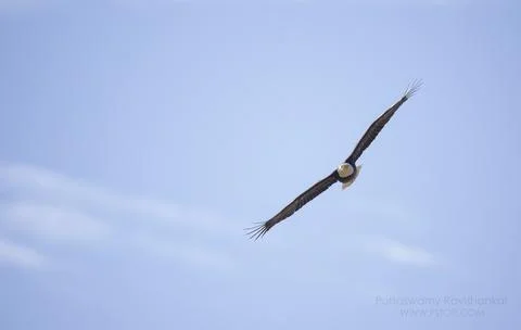 Bald Eagle in Blue Sky Stock Photos