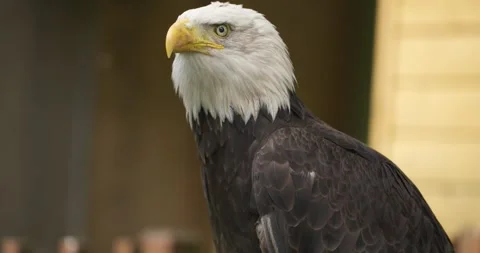 Bald Eagle Bowing Head in Slow Motion Close-Up at Jeju Flower Bird Park Stock Footage 338415383