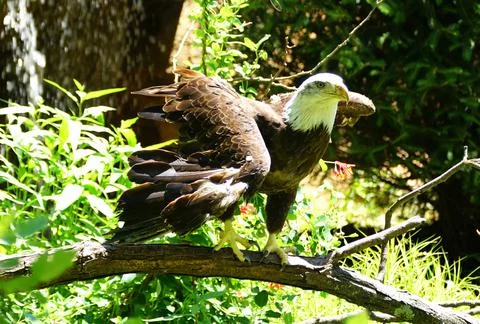 A bald eagle on the branch and opening its wings Stock Photos
