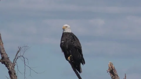 Bald Eagle on Branch Stock Footage 230019941