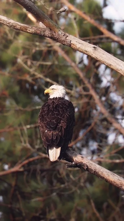 Bald eagle on a branch Stock Footage 269951696