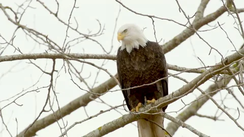 Bald eagle on branch in leafless tree, 4k Stock Footage 232420783