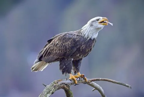 Bald eagle on a branch swallows a fish. Stock Photos