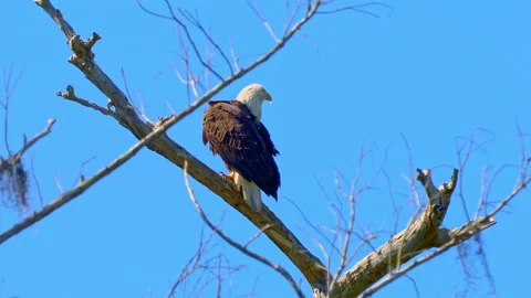 BALD EAGLE ON A BRANCH TREE Stock Footage 228751515