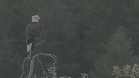 Bald Eagle in Breeze SLOG Stock Footage 81222317
