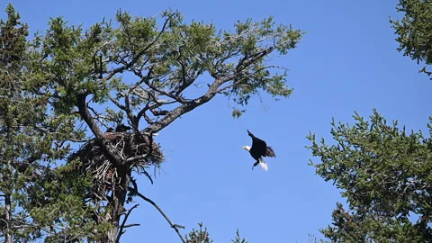 Bald eagle brings fish to young, 9-weeks, slow motion medium shot, 4k Stock Footage 278755381