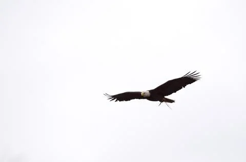 Bald Eagle British Columbia in flight 스톡 사진